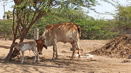 થંબનેલ 3