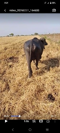 થંબનેલ 3