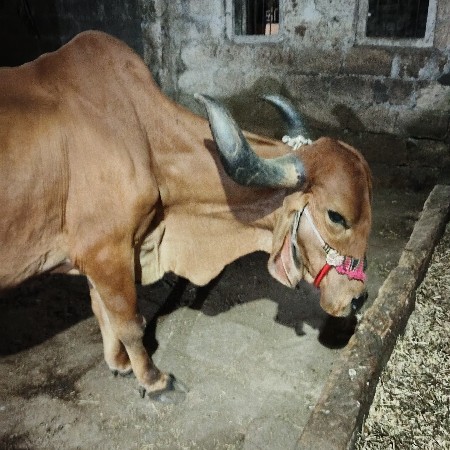 ગાય વેચવાની છે