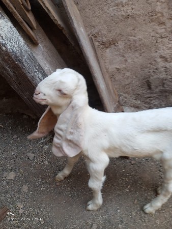 હૈદરાબાદી મેલ ફિમેલ