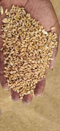 ઘઉં વેસવાના સે