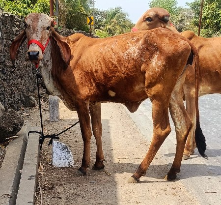 3 ગીર વાછડી વેચવાની છે