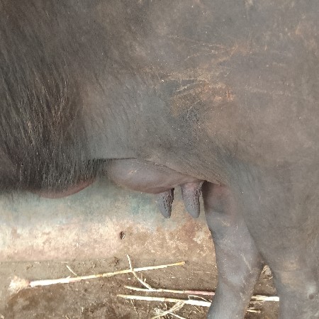 थंबनेल 3