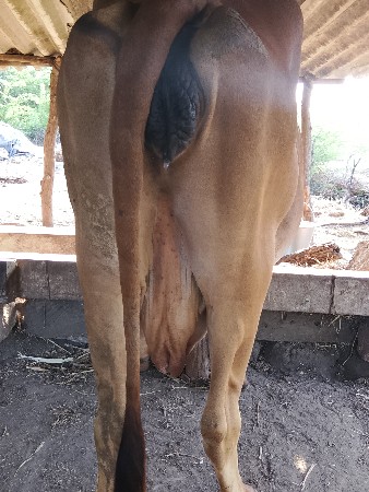 ત્રીજું.વેતર.ચાવછોજી