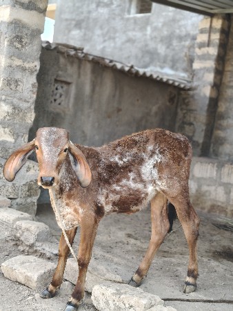 વાસડીયું ના સાટા કરવા ના  છે