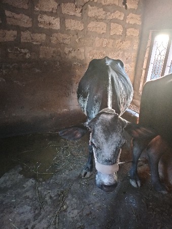 થંબનેલ 2