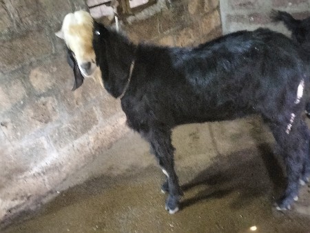 થંબનેલ 2