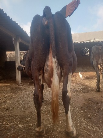 થંબનેલ 2