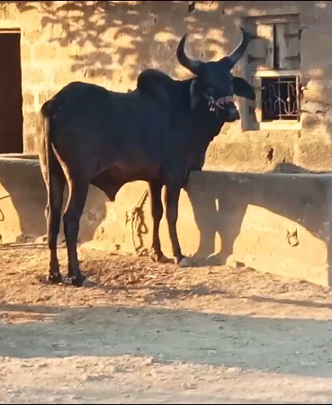 ગોઢલો  વેચવાનો છે