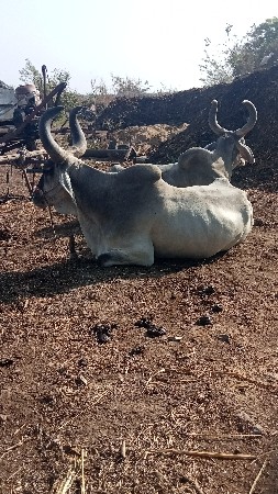 બરધ વેચવાના છે