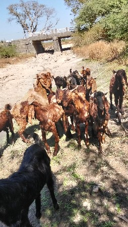 આ બકરા વેચવાના છે