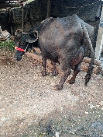 ભેંશ વેચવા ની છે