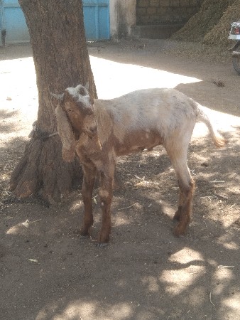 બકરો.  દેવાનો.  છે