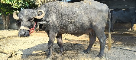 थंबनेल 2