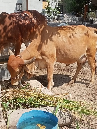 ગાય વેશવાનિ છે