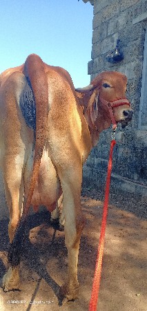 थंबनेल 2