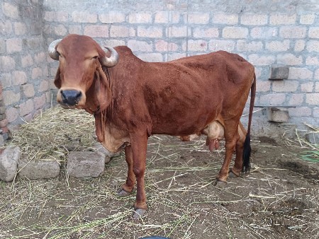 થંબનેલ 3