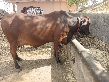 ગેલ ક્રોસ જર્સી ગાય