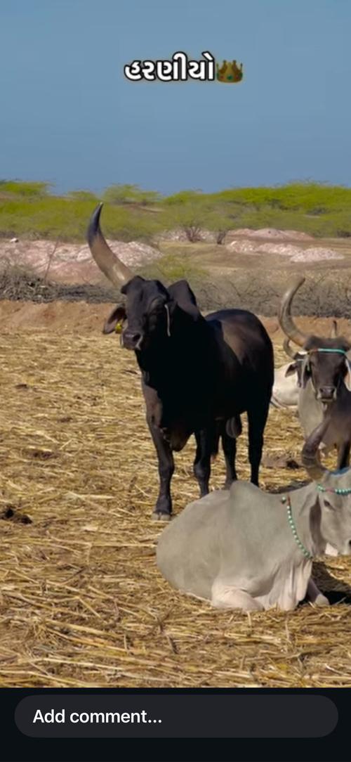 થંબનેલ 2