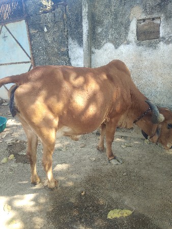 थंबनेल 3