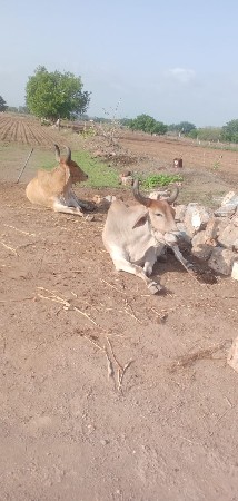 વેચવાના છે