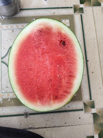 તરબૂશ 🍉