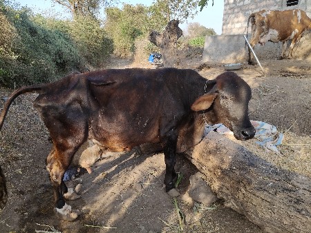 थंबनेल 3