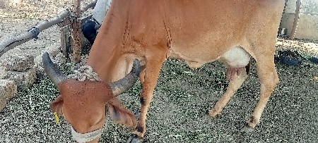 થંબનેલ 3