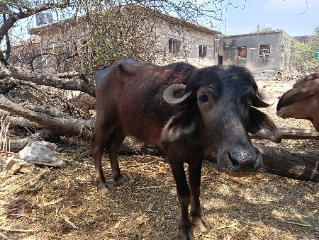 પાડી વેચવાની છે