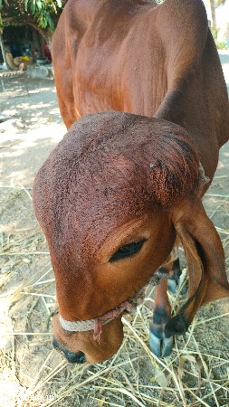 थंबनेल 2