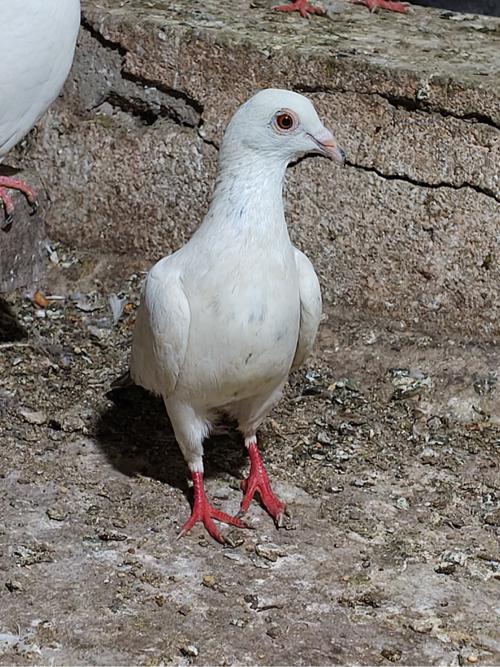 Omar Kabutar Deva Nache