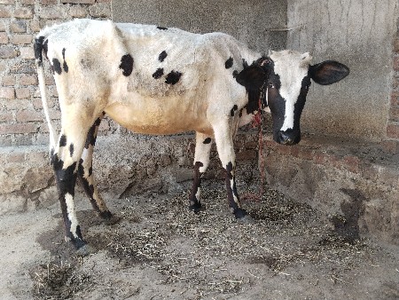 હોળકી વેચવાની છે