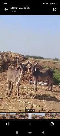 थंबनेल 3