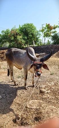 ગોધલા વેચવા ના છે