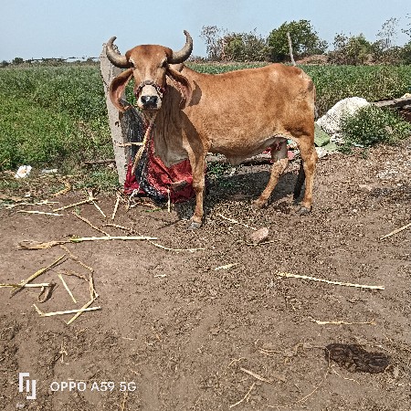 હોડકી વેચવાની છે વીયાસેહવે