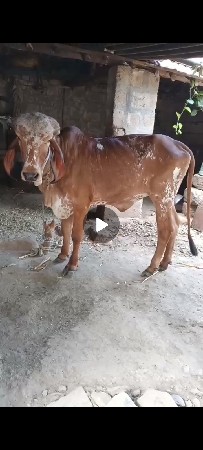 આ ગીર વાસડી દેવાની ડોઢ વરસ ની