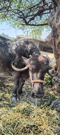 ભેંસ વેચવાની છે