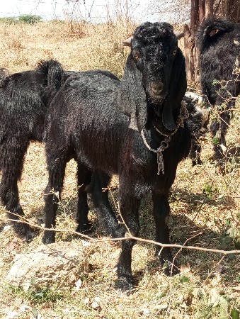 થંબનેલ 3