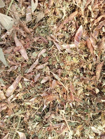 તુવેર નો ચારો