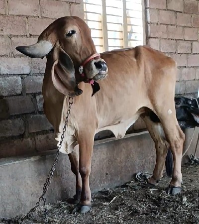 ગીર હોળકી છે