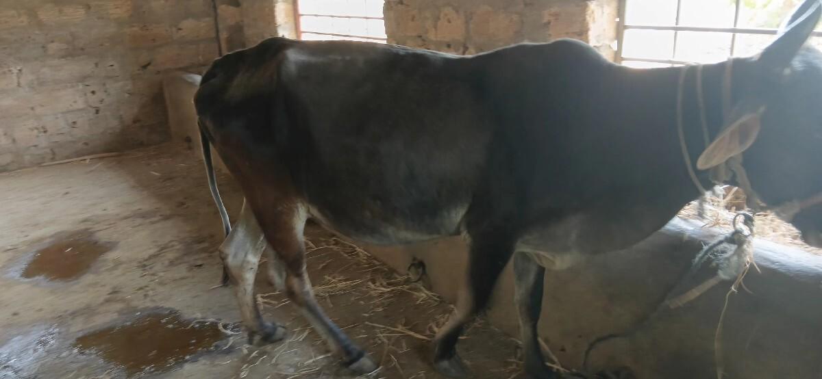 थंबनेल 3