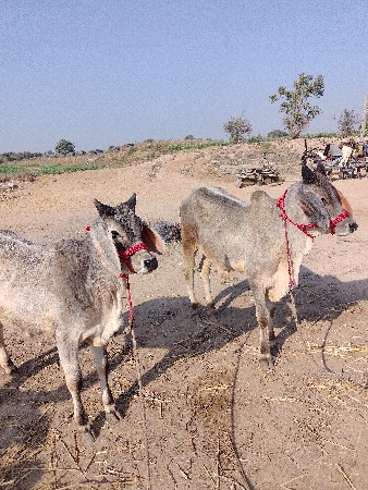 થંબનેલ 3