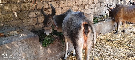 थंबनेल 3