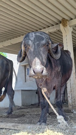 थंबनेल 3