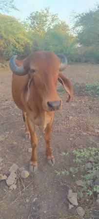 રાજુ ભાઈ