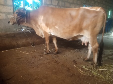 ગાય વેચવાની છે ગીર ક્રોસ