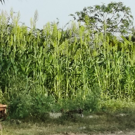 જમીન વેચવા ની છે.