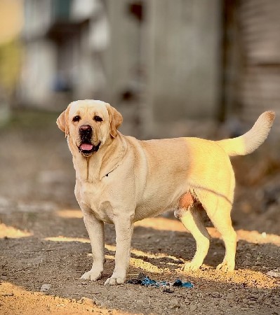 લેબ મેલ વેસવા નો સે