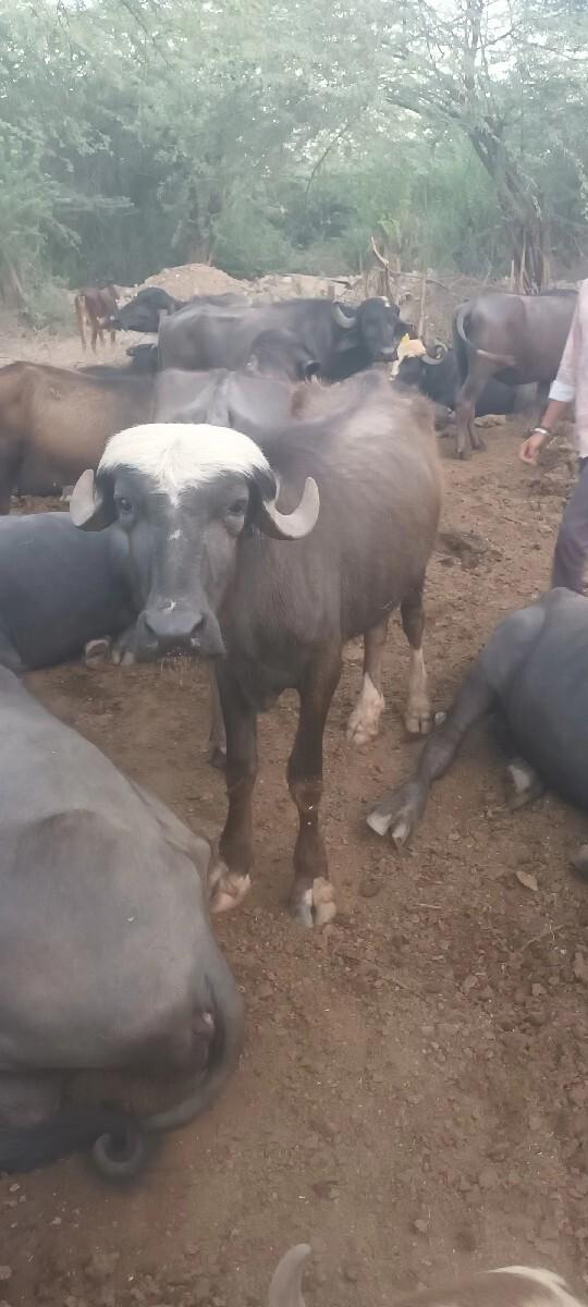 1 ભેંસ અને 2 પાડી