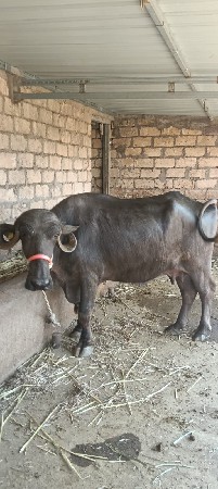 थंबनेल 3